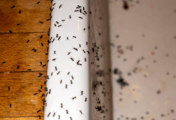 Best Pest Control Near Me  in Summit View, WA